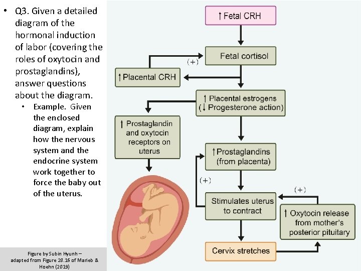  • Q 3. Given a detailed diagram of the hormonal induction of labor
