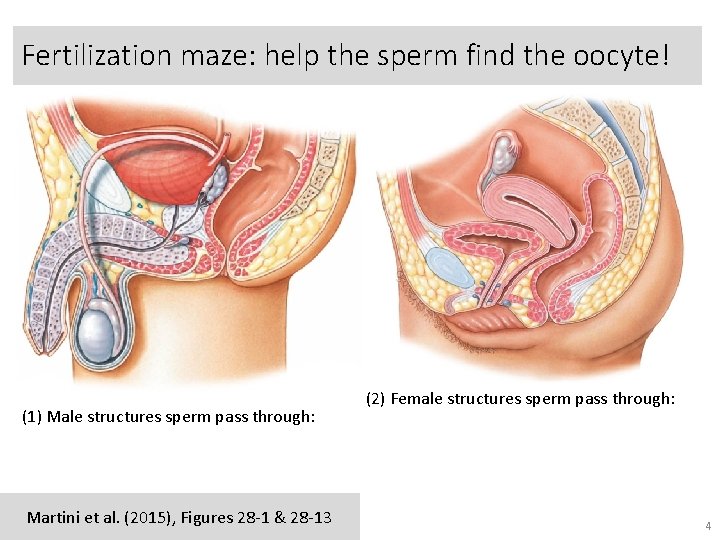 Fertilization maze: help the sperm find the oocyte! (1) Male structures sperm pass through: