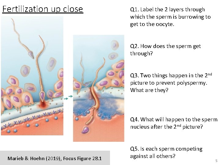 Fertilization up close Q 1. Label the 2 layers through which the sperm is