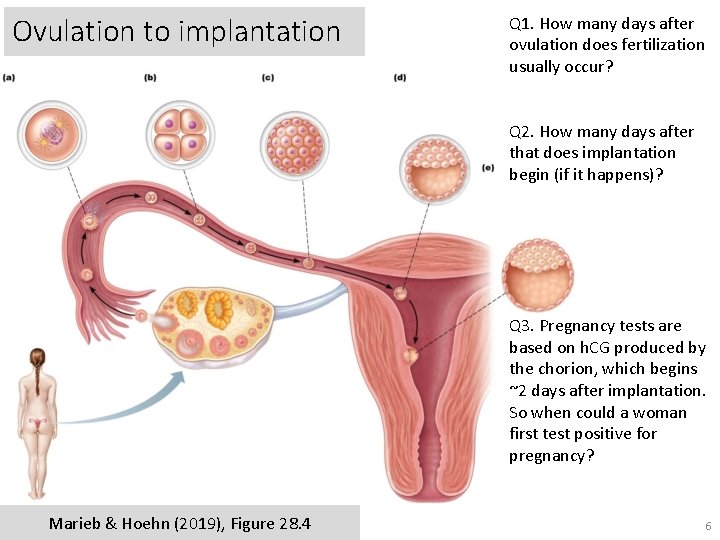 Ovulation to implantation Q 1. How many days after ovulation does fertilization usually occur?