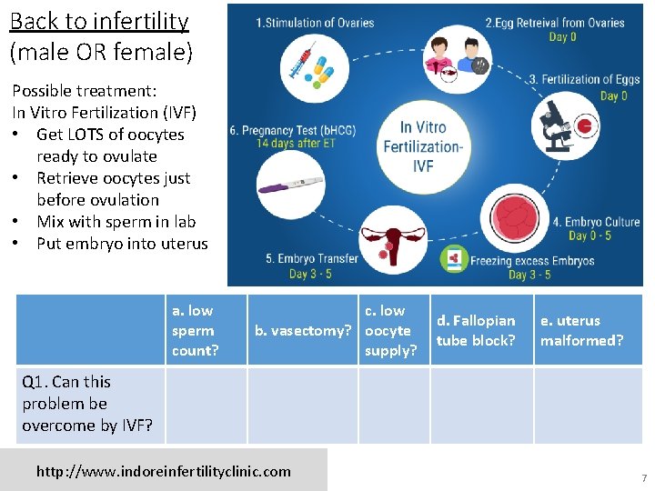 Back to infertility (male OR female) Possible treatment: In Vitro Fertilization (IVF) • Get