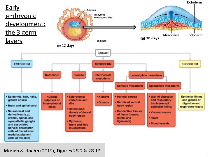 Early embryonic development: the 3 germ layers 12 days Marieb & Hoehn (2019), Figures