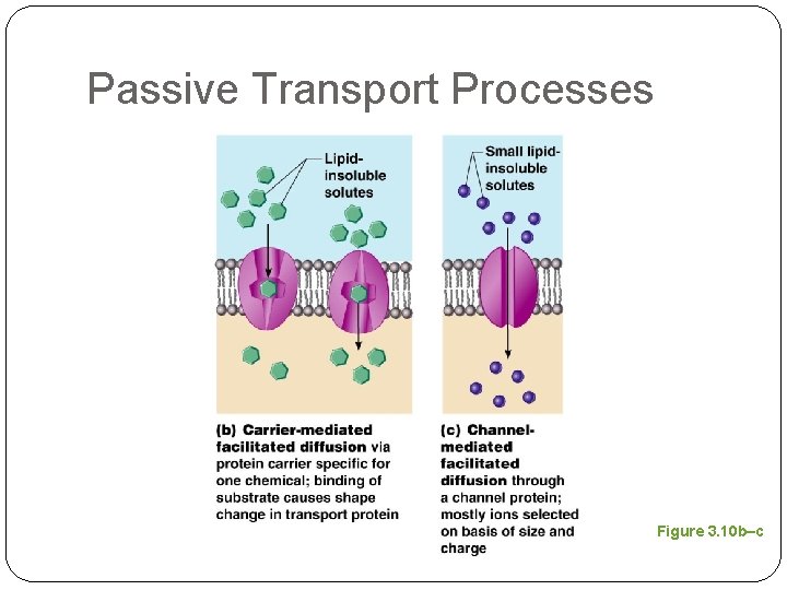Passive Transport Processes Figure 3. 10 b–c 