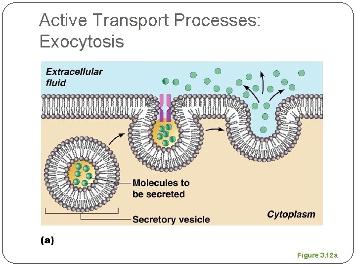Active Transport Processes: Exocytosis Figure 3. 12 a 