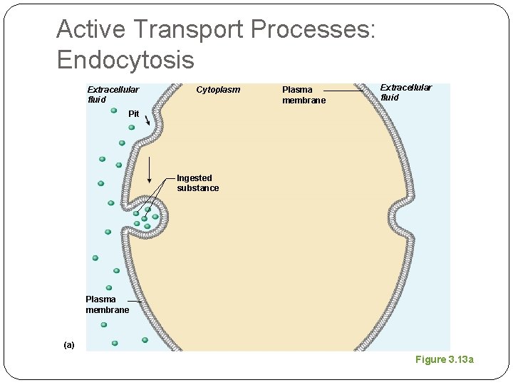 Active Transport Processes: Endocytosis Extracellular fluid Cytoplasm Plasma membrane Extracellular fluid Pit Ingested substance
