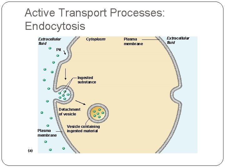 Active Transport Processes: Endocytosis Extracellular fluid Cytoplasm Pit Ingested substance Detachment of vesicle Plasma