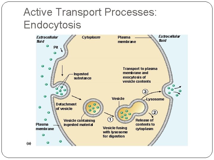 Active Transport Processes: Endocytosis Extracellular fluid Cytoplasm Extracellular fluid Plasma membrane Pit Ingested substance