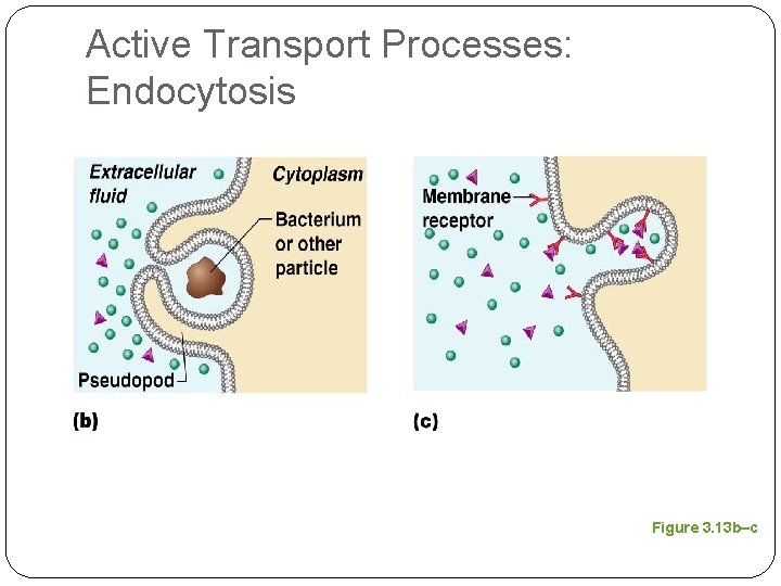 Active Transport Processes: Endocytosis Figure 3. 13 b–c 