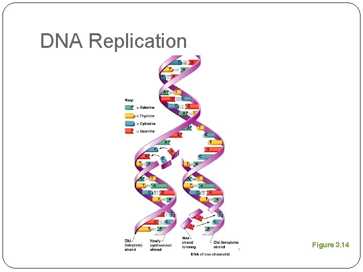 DNA Replication Figure 3. 14 