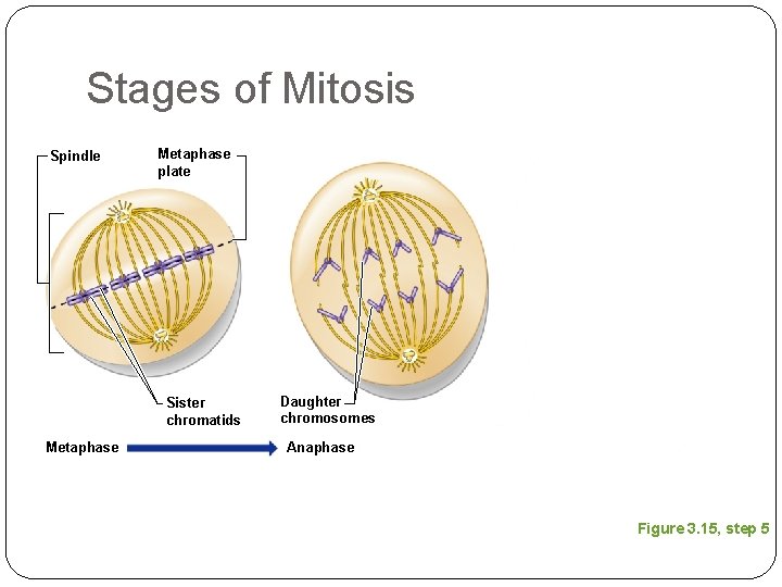 Stages of Mitosis Spindle Metaphase plate Sister chromatids Metaphase Daughter chromosomes Anaphase Figure 3.