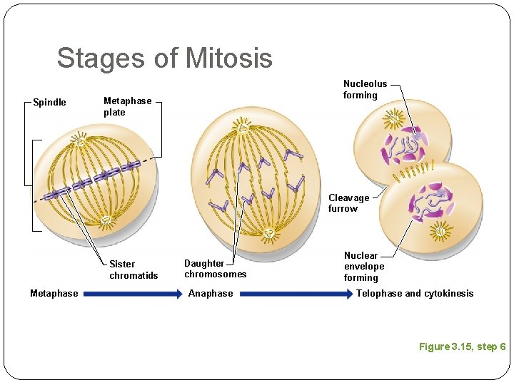 Stages of Mitosis Spindle Nucleolus forming Metaphase plate Cleavage furrow Sister chromatids Metaphase Daughter