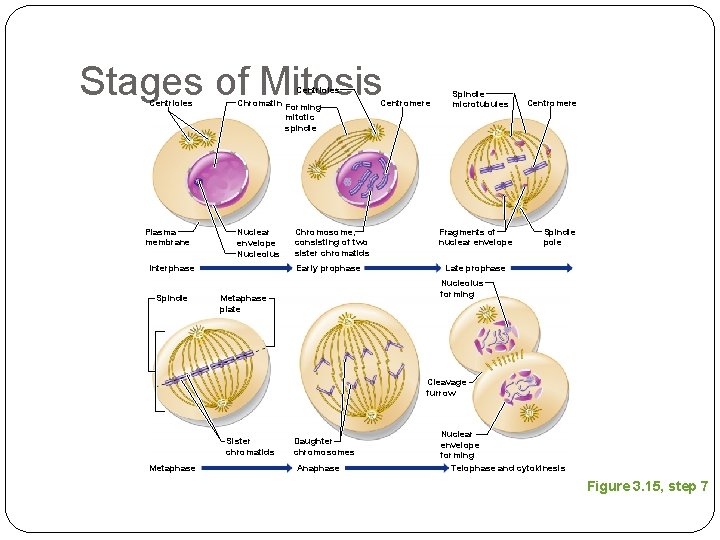 Stages of Mitosis Centrioles Plasma membrane Centrioles Chromatin Forming mitotic spindle Nuclear envelope Nucleolus