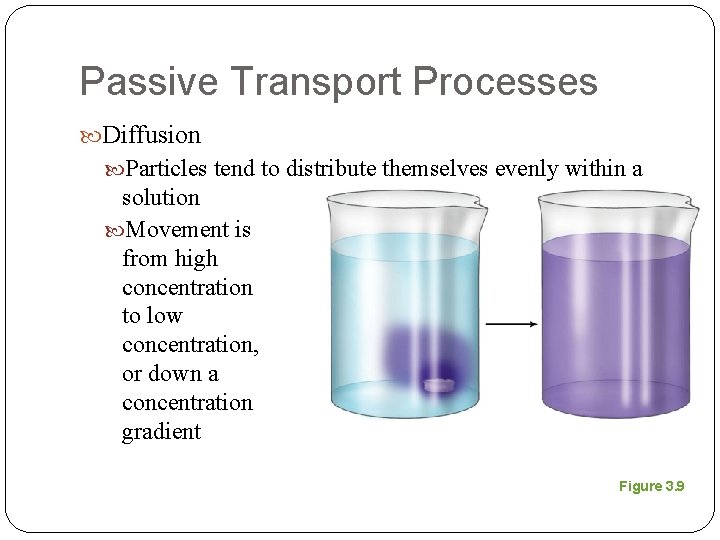 Passive Transport Processes Diffusion Particles tend to distribute themselves evenly within a solution Movement
