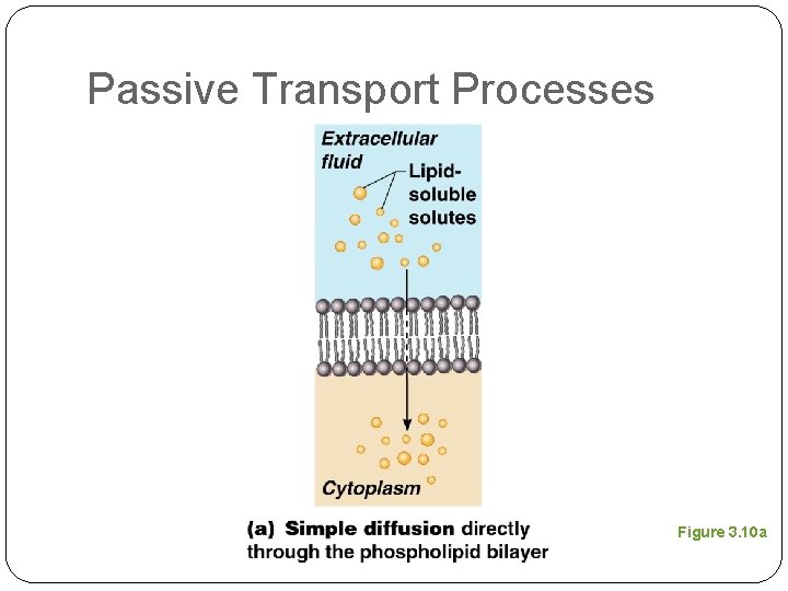 Passive Transport Processes Figure 3. 10 a 
