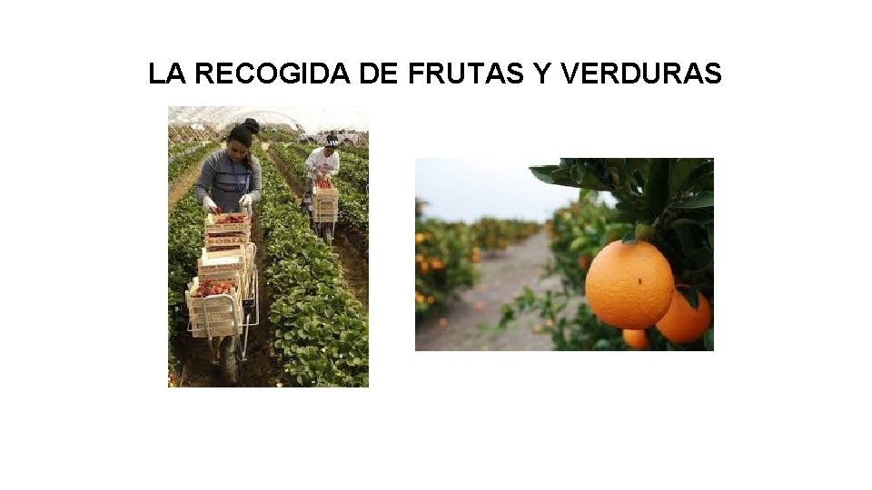 LA RECOGIDA DE FRUTAS Y VERDURAS 