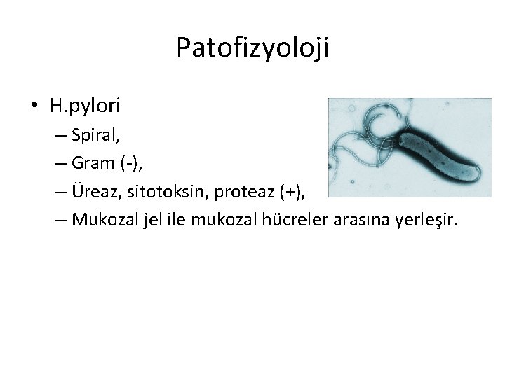 Patofizyoloji • H. pylori – Spiral, – Gram (-), – Üreaz, sitotoksin, proteaz (+),