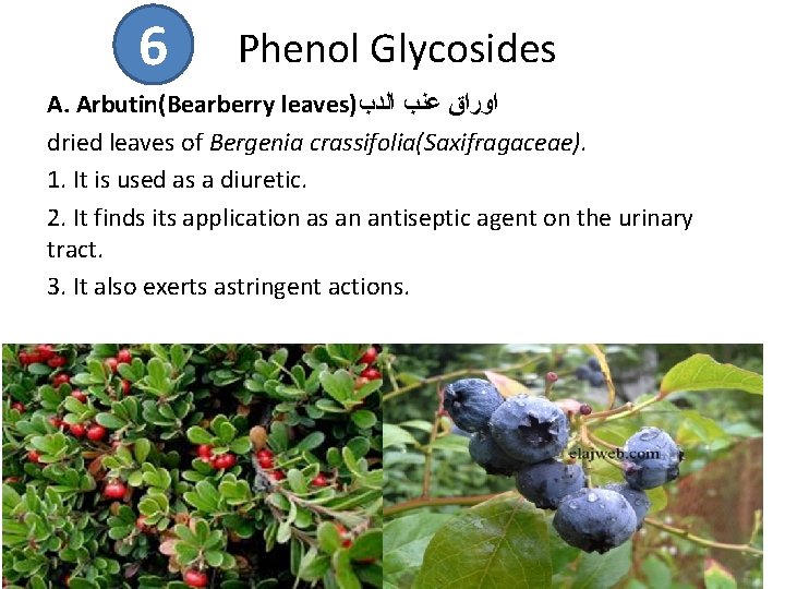 6 Phenol Glycosides A. Arbutin(Bearberry leaves) ﺍﻭﺭﺍﻕ ﻋﻨﺐ ﺍﻟﺪﺏ dried leaves of Bergenia crassifolia(Saxifragaceae). 6 Phenol Glycosides A. Arbutin(Bearberry leaves) ﺍﻭﺭﺍﻕ ﻋﻨﺐ ﺍﻟﺪﺏ dried leaves of Bergenia crassifolia(Saxifragaceae).