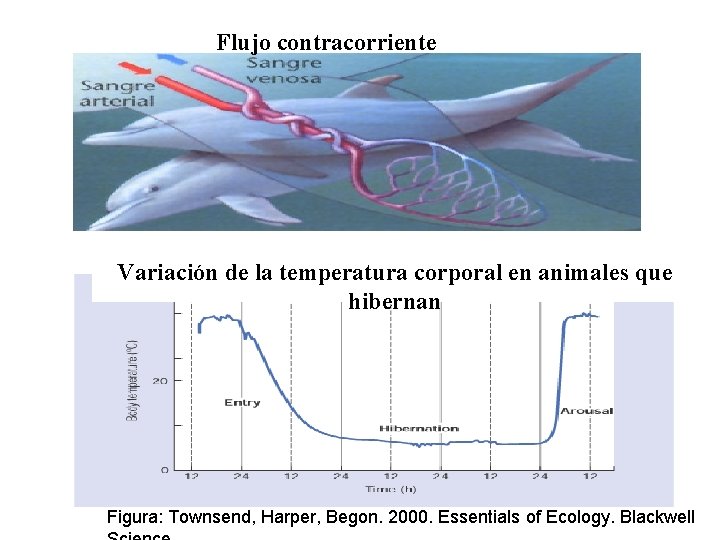 Flujo contracorriente Variación de la temperatura corporal en animales que hibernan Figura: Townsend, Harper,