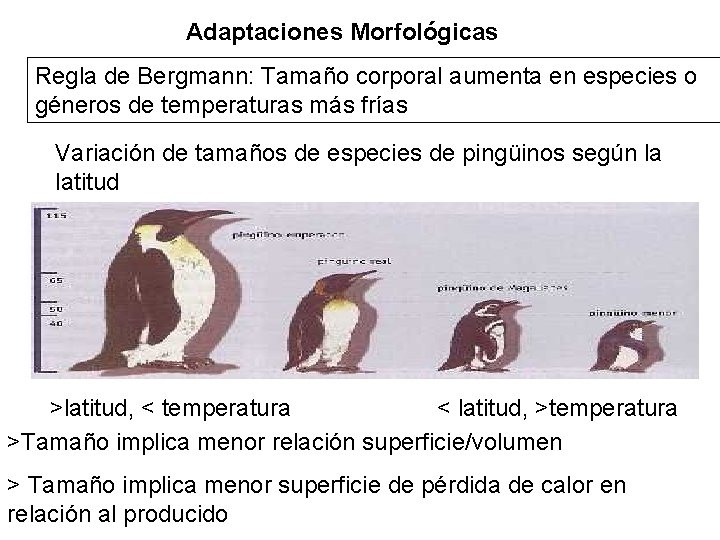 Adaptaciones Morfológicas Regla de Bergmann: Tamaño corporal aumenta en especies o géneros de temperaturas
