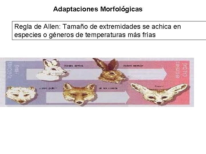 Adaptaciones Morfológicas Regla de Allen: Tamaño de extremidades se achica en especies o géneros