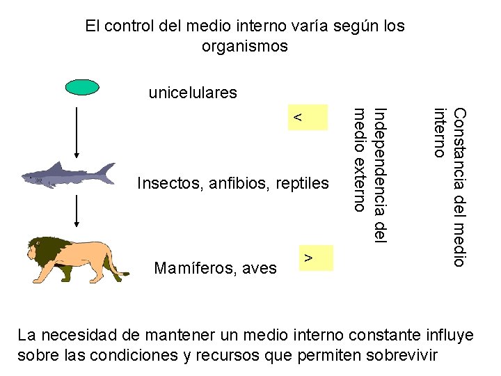 El control del medio interno varía según los organismos unicelulares Mamíferos, aves > Constancia