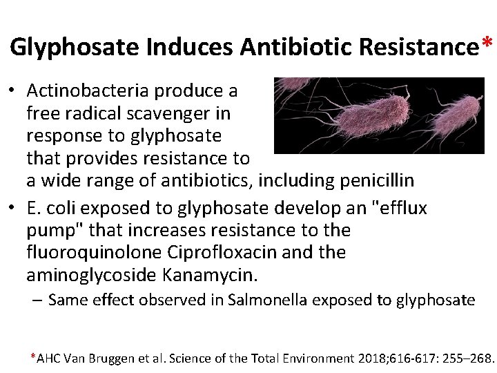 Glyphosate Induces Antibiotic Resistance* • Actinobacteria produce a free radical scavenger in response to