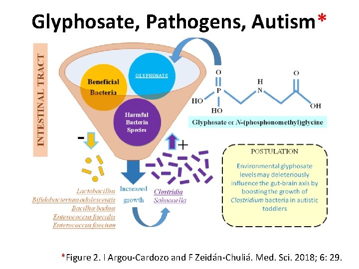 Glyphosate, Pathogens, Autism* *Figure 2. I Argou-Cardozo and F Zeidán-Chuliá. Med. Sci. 2018; 6: