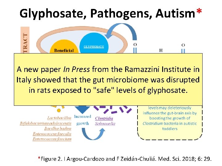 Glyphosate, Pathogens, Autism* A new paper In Press from the Ramazzini Institute in Italy