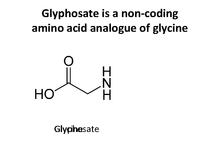 Glyphosate is a non-coding amino acid analogue of glycine H Glycine Glyphosate 