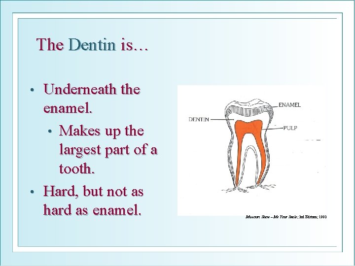 The Dentin is… Underneath the enamel. • Makes up the largest part of a