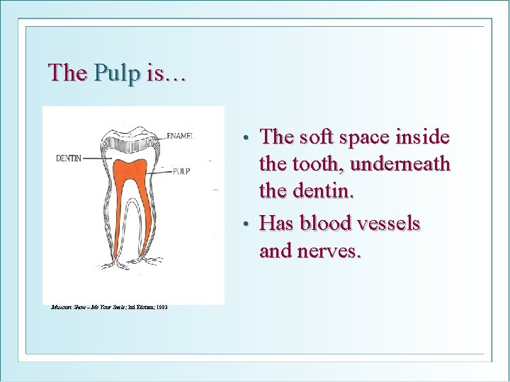 The Pulp is… The soft space inside the tooth, underneath the dentin. • Has