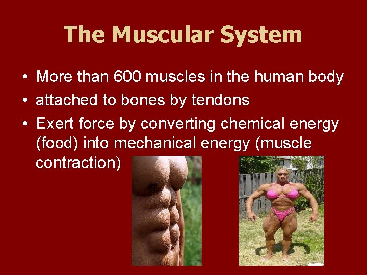 The Muscular System • More than 600 muscles in the human body • attached