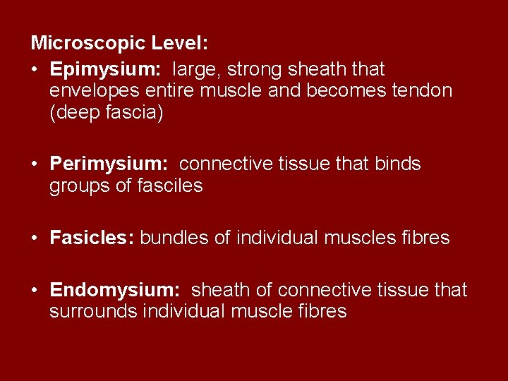 Microscopic Level: • Epimysium: large, strong sheath that envelopes entire muscle and becomes tendon