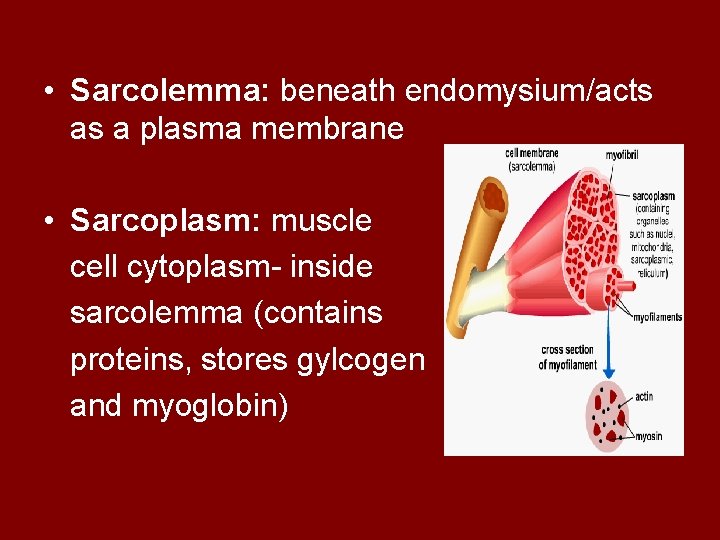  • Sarcolemma: beneath endomysium/acts as a plasma membrane • Sarcoplasm: muscle cell cytoplasm-