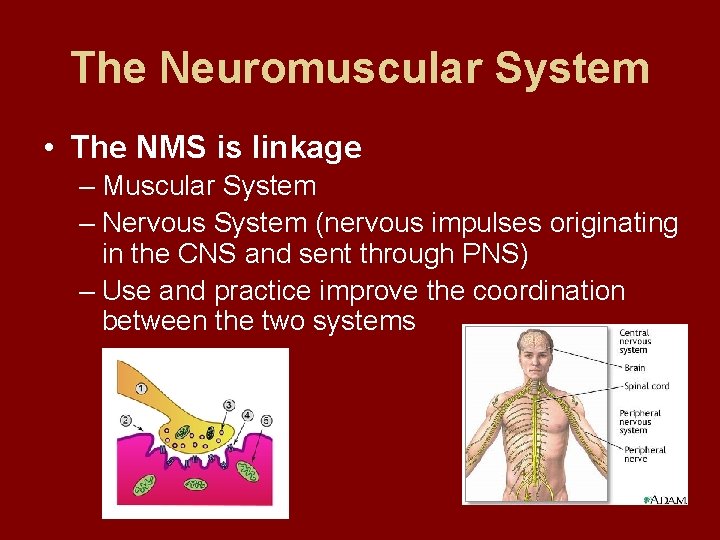 The Neuromuscular System • The NMS is linkage – Muscular System – Nervous System