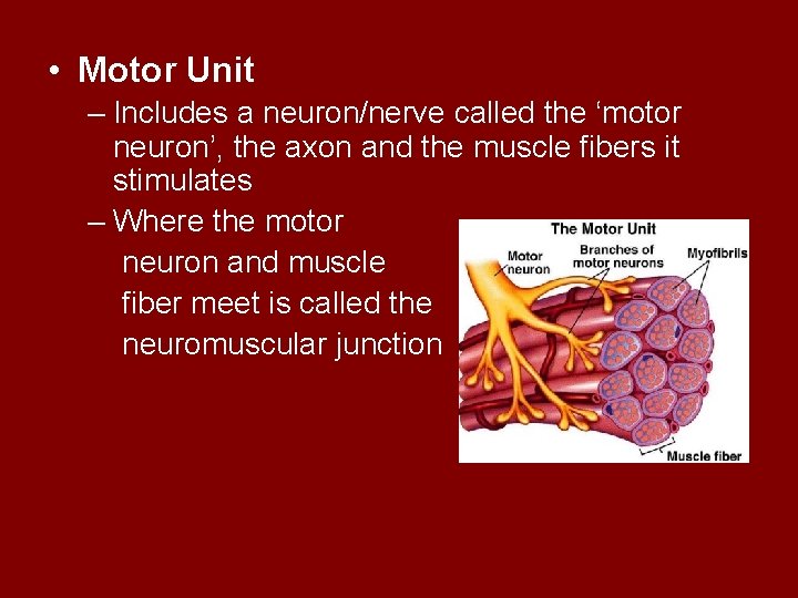  • Motor Unit – Includes a neuron/nerve called the ‘motor neuron’, the axon