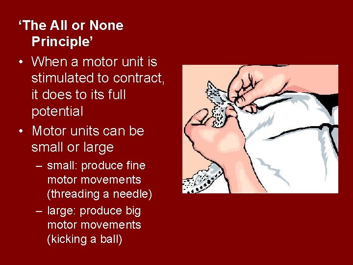 ‘The All or None Principle’ • When a motor unit is stimulated to contract,