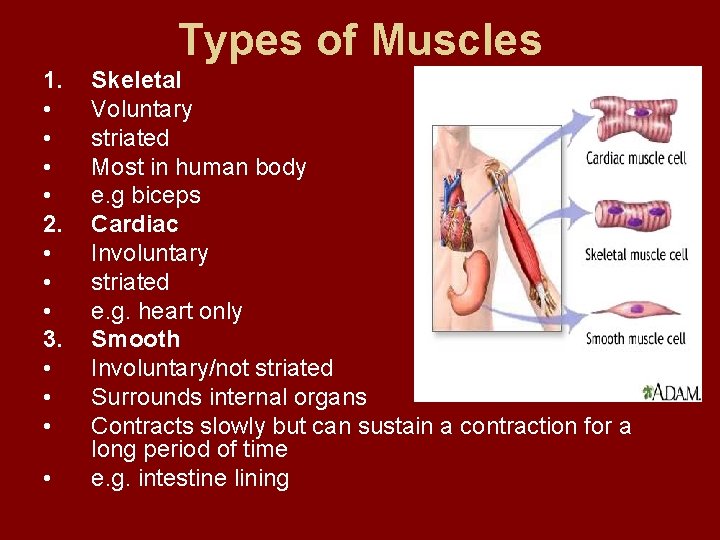 Types of Muscles 1. • • 2. • • • 3. • • Skeletal