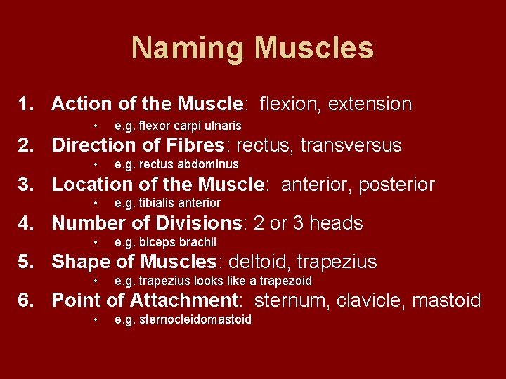 Naming Muscles 1. Action of the Muscle: flexion, extension • e. g. flexor carpi