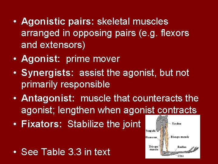  • Agonistic pairs: skeletal muscles arranged in opposing pairs (e. g. flexors and