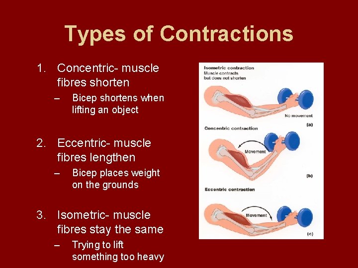 Types of Contractions 1. Concentric- muscle fibres shorten – Bicep shortens when lifting an