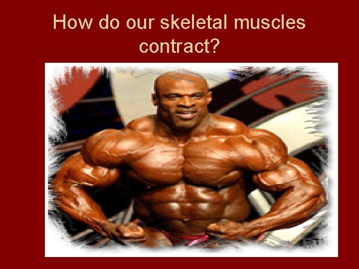 How do our skeletal muscles contract? 