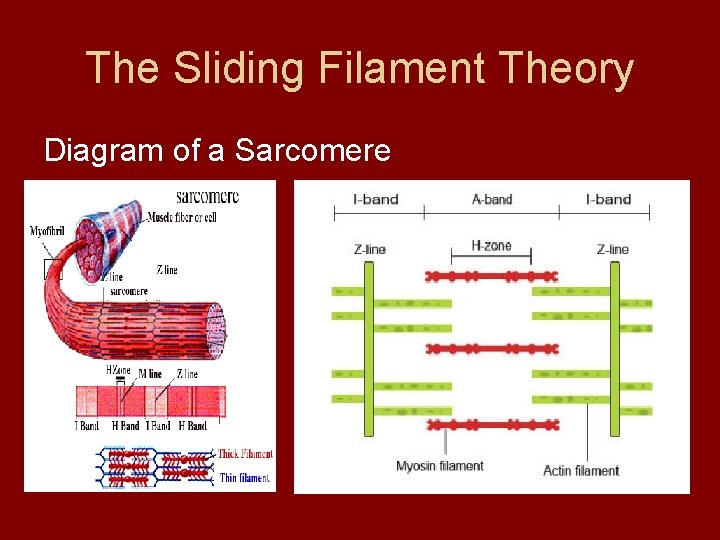 The Sliding Filament Theory Diagram of a Sarcomere 