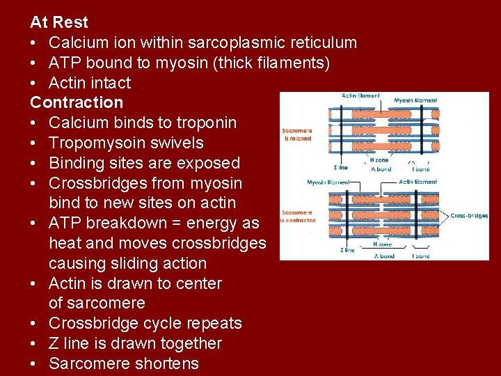 At Rest • Calcium ion within sarcoplasmic reticulum • ATP bound to myosin (thick