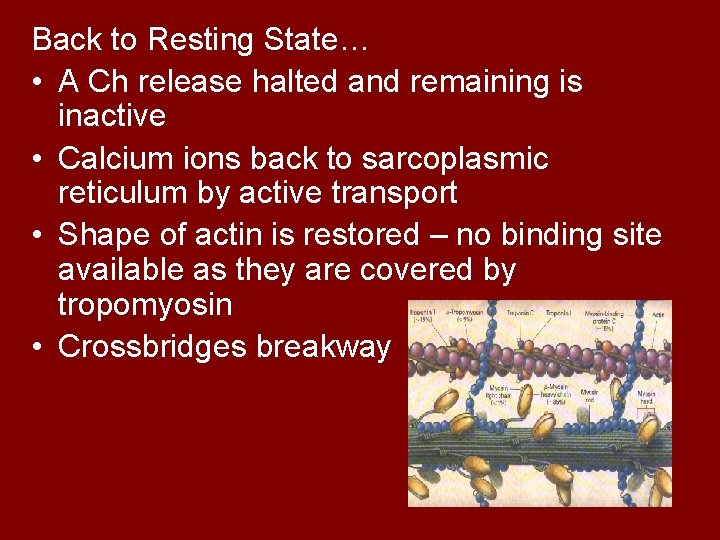 Back to Resting State… • A Ch release halted and remaining is inactive •