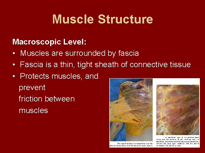 Muscle Structure Macroscopic Level: • Muscles are surrounded by fascia • Fascia is a
