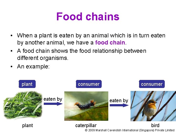 Food chains • When a plant is eaten by an animal which is in