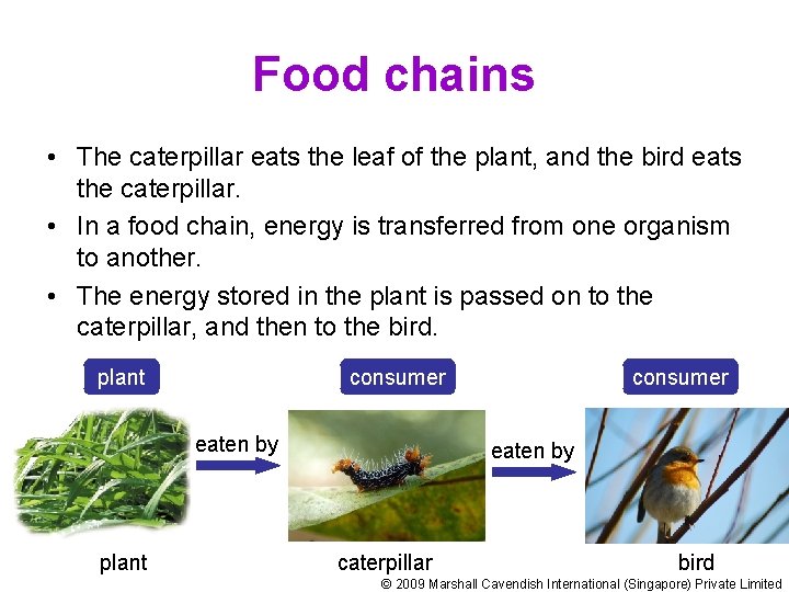 Food chains • The caterpillar eats the leaf of the plant, and the bird