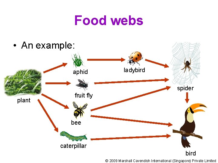 Food webs • An example: aphid ladybird spider plant fruit fly bee caterpillar bird