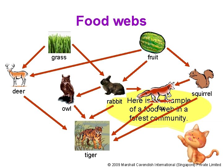 Food webs grass fruit deer rabbit owl Here is are an example There food